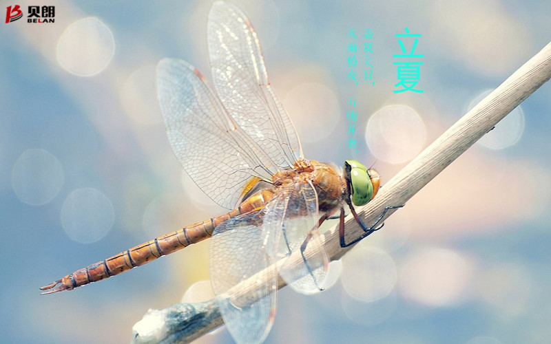 立夏啦！立夏啦！